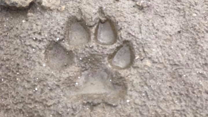 A paw print in the mud taken in Canada's Northwest Territories.