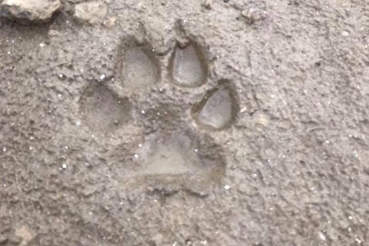 A paw print in the mud taken in Canada's Northwest Territories.