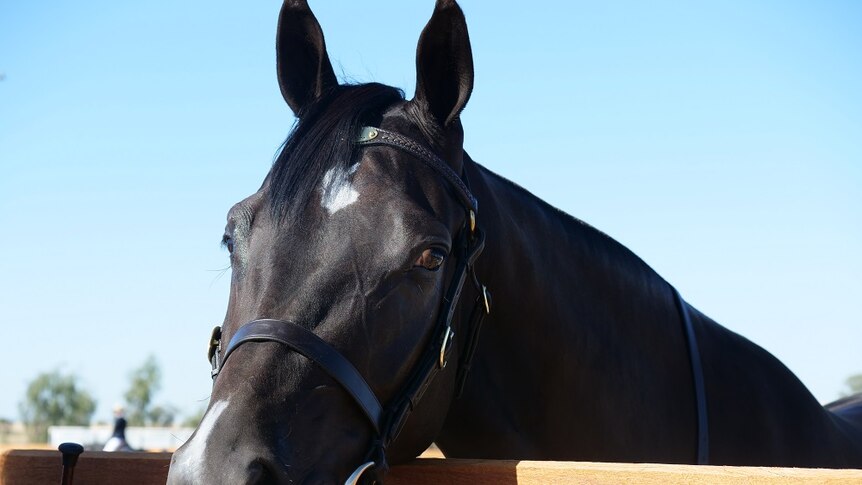 A black horse with a white star puts its head over a timber rail, looking into the camera.