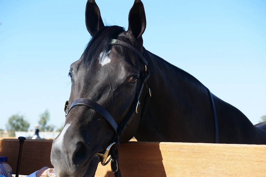 A black horse with a white star puts its head over a timber rail, looking into the camera.