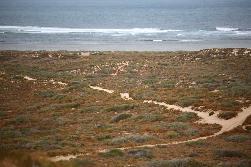 A coastal scrub area with sand tracks and the ocean.