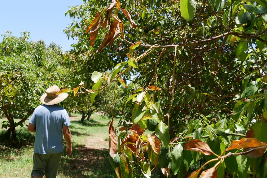 A man in hat stands in an orchard