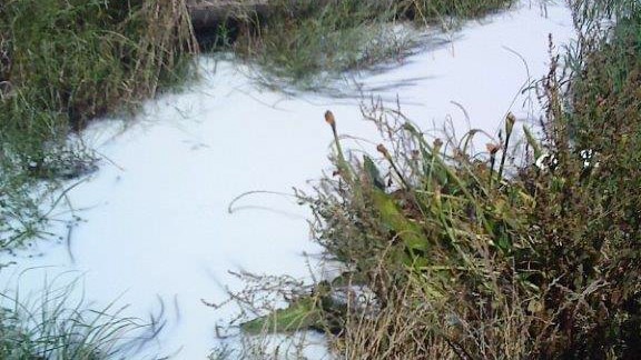 Hundreds of thousands of litres of milk were spilled into the Elvira Gully.