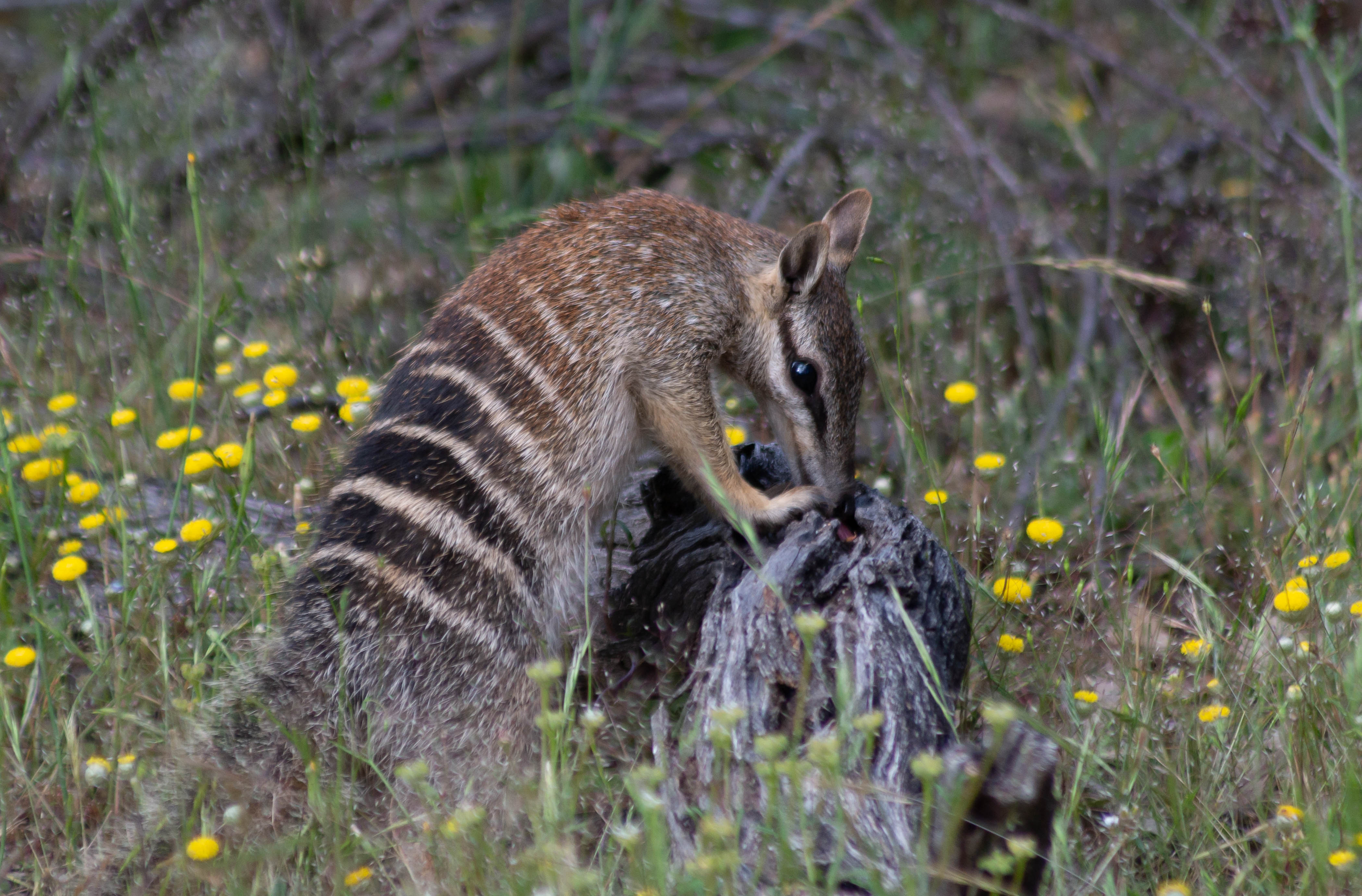 A numbat on its hindlegs rises up with its forearms on a small stump in a field of yellow flowers, it's muzzle in the stump