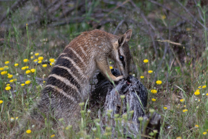 A numbat on its hindlegs rises up with its forearms on a small stump in a field of yellow flowers, it's muzzle in the stump