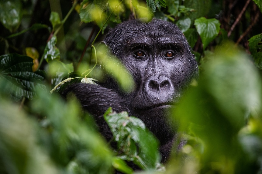 A gorilla looks out, surrounded by thick, green foliage.