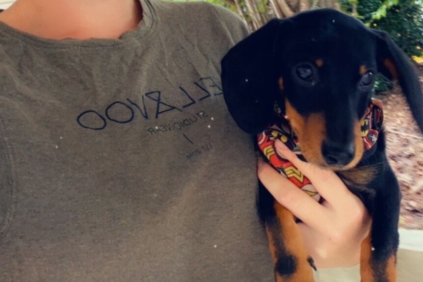 Stanley the sausage dog puppy in his owner's arms.