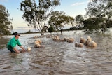 Sheep being saved from floodwater