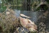Dead fish floating on top of a black river. 