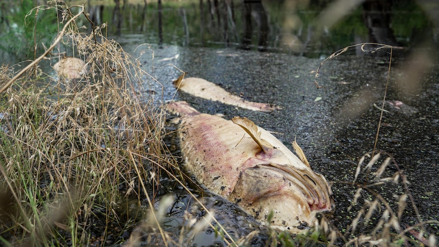 Dead fish floating on top of a black river. 