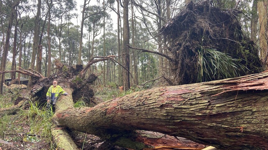 man standing next to a big fallen tree 