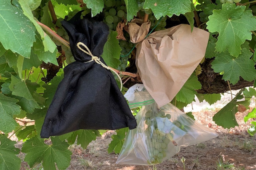 A black fabric bag, a plastic bag and a paper bag holding grapes on a grapevine