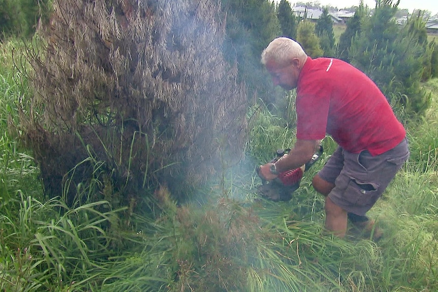 Photo of a man cutting a tree.