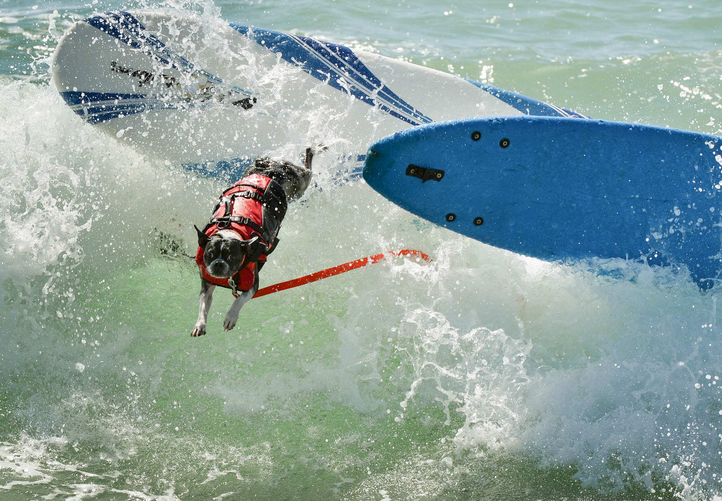 Dogs descend on Huntington Beach, California, to catch waves in surfing