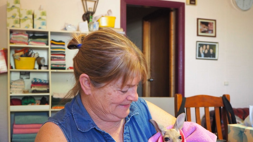 Kangaroo carer Josephine Brennan Kuss holding one of her orphaned joeys in a bright pink towel.