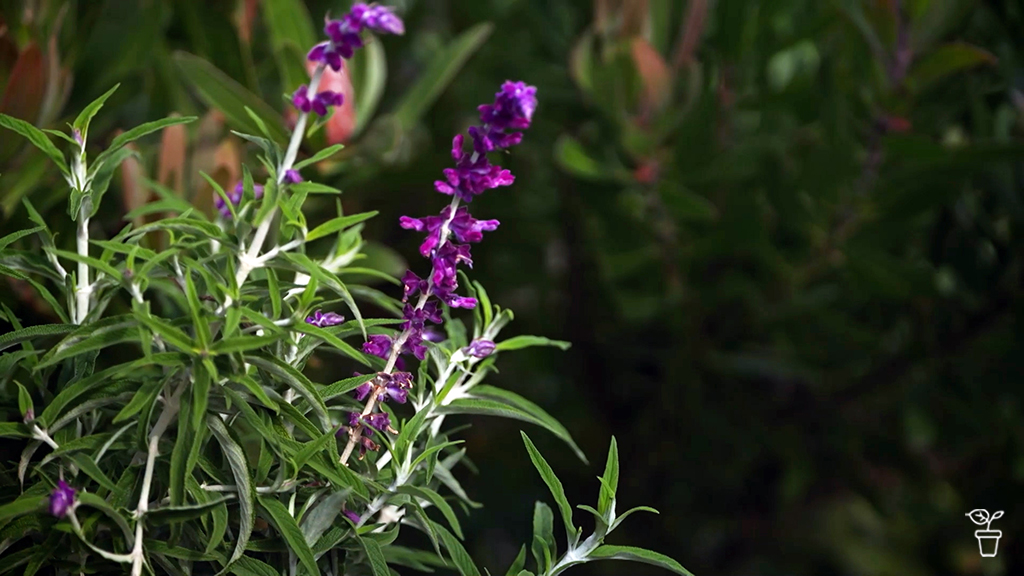 FAQs – Organic grass removal | Dragon fruit | Plants for slopes FAQs – Organic grass removal | Dragon fruit | Plants for slopes