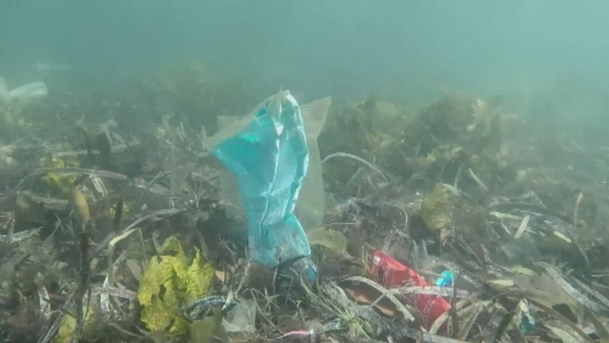 Eco Diver David Thomas showing the plastics he finds in Sydney Harbour