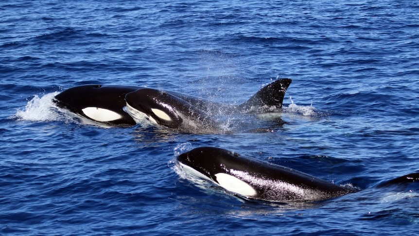 A pod of orcas swims in the ocean.