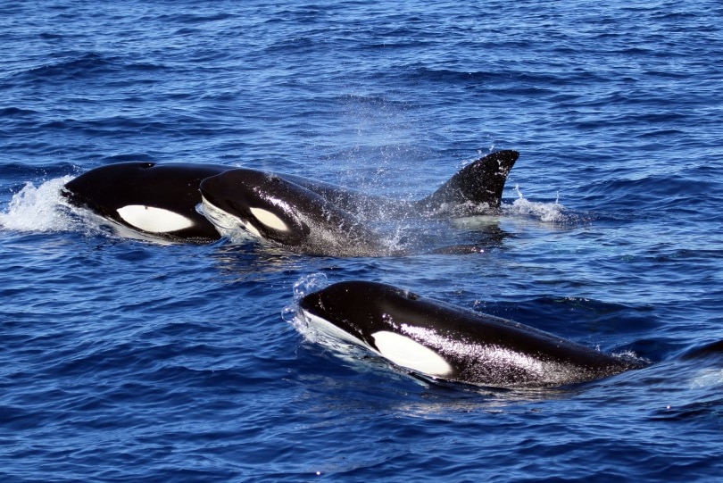 A pod of orcas swims in the ocean.