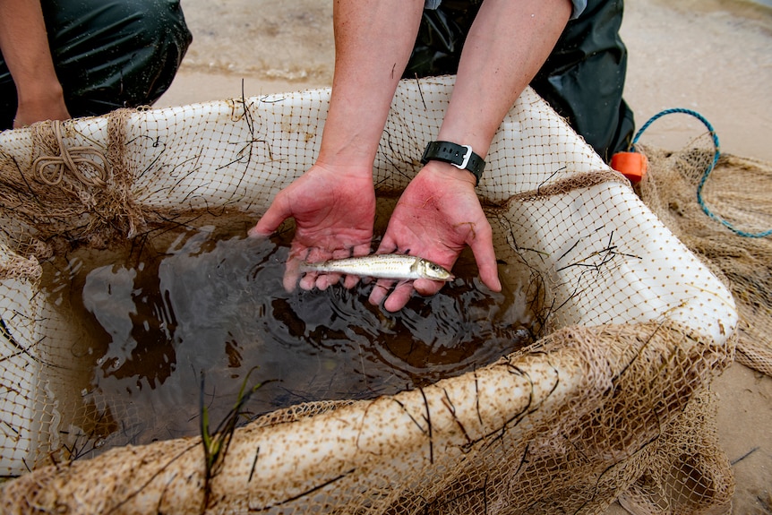 A man carefully holds a small fish above a bucket with a net over it