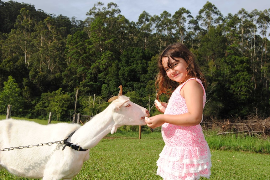 Red Belly Farm is popular with families, here is a young girl feeding a goat