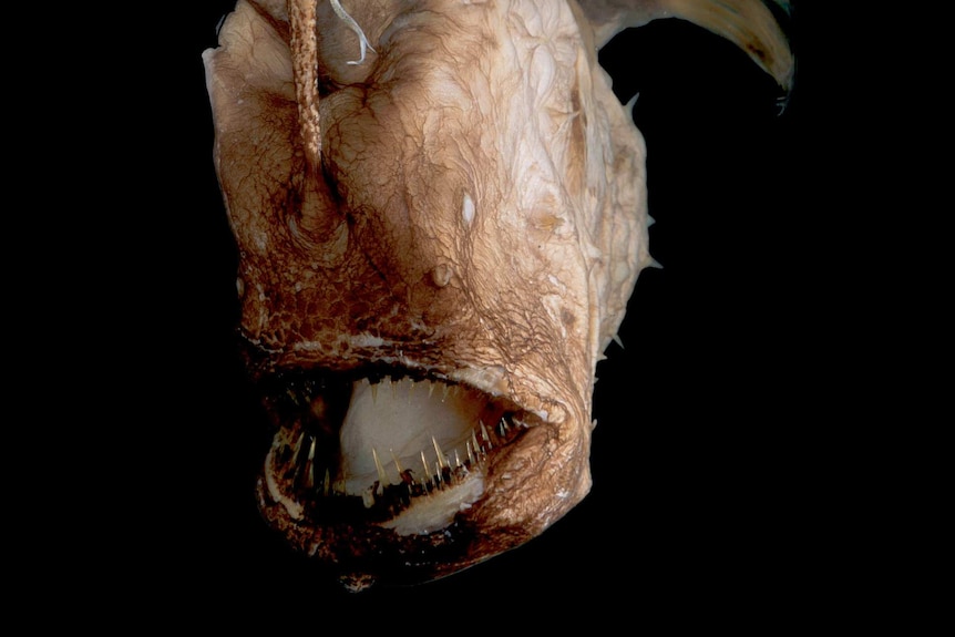 Prickly footballfish found in deep waters off Australia