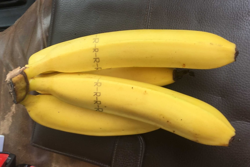 Fruit tattoos set to replace stickers and plastic packaging as growers ...