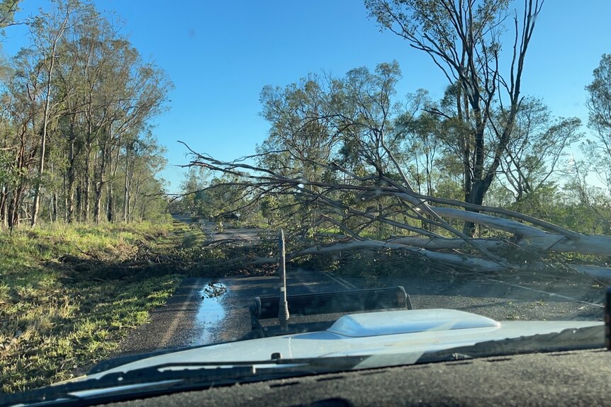 Fallen tree over road