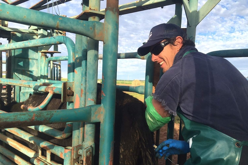 Artificial insemination of Belinda, an Angus heifer