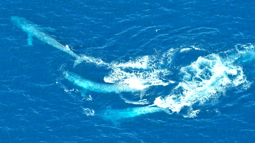 Three blue whales involved in a chase, as seen from above.