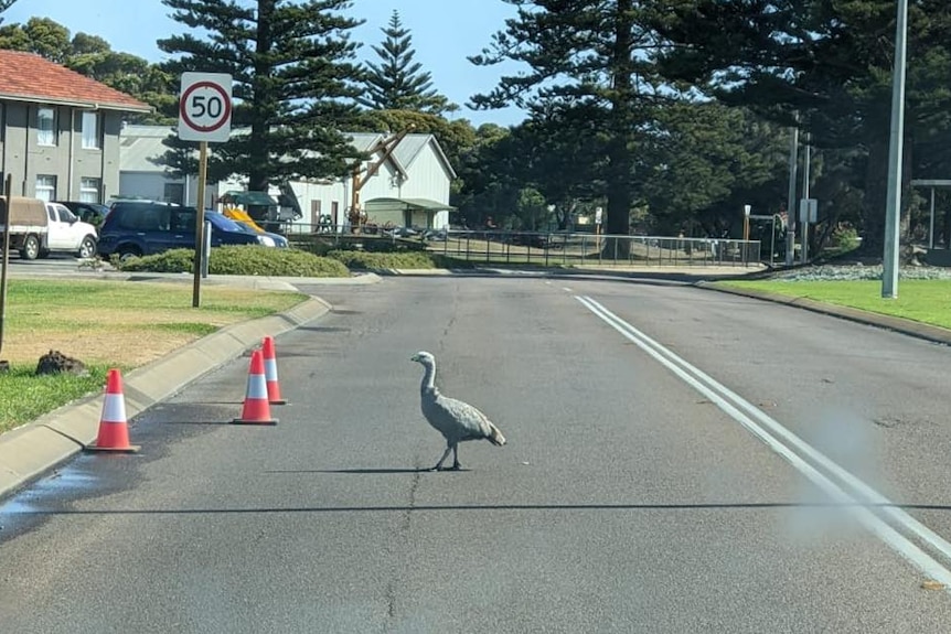 The grey goose stands in the middle of the road, with a 50km/h sign behind it