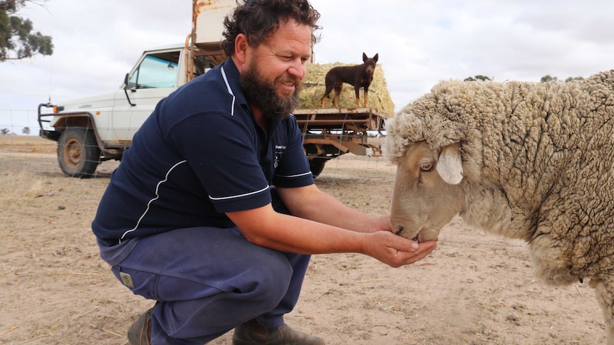 A photo of Steve Bolt crouching down to feed a sheep.