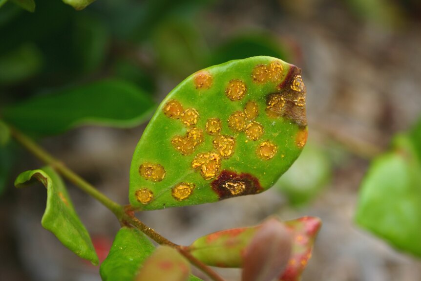 Close-up of Myrtle Rust an invasive fungal pathogen on a Cedar Bay Cherry (Eugenia reinwardtiana)