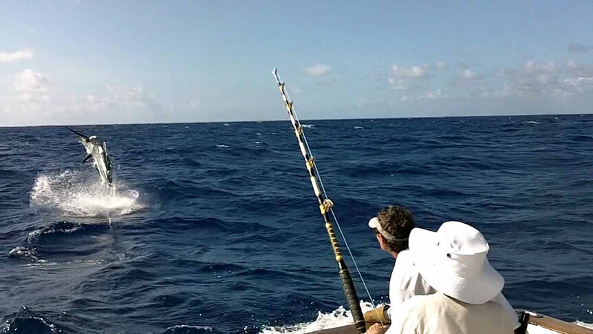 Incredible effort: Connie Laurie, 85, hauls in a 385kg black marlin.