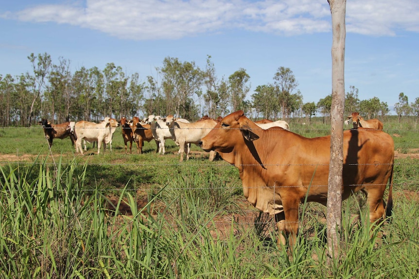 cattle behind a fence.