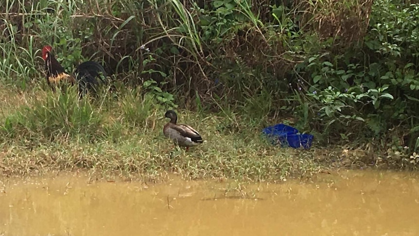 A rooster stands close to a duck near a pond.