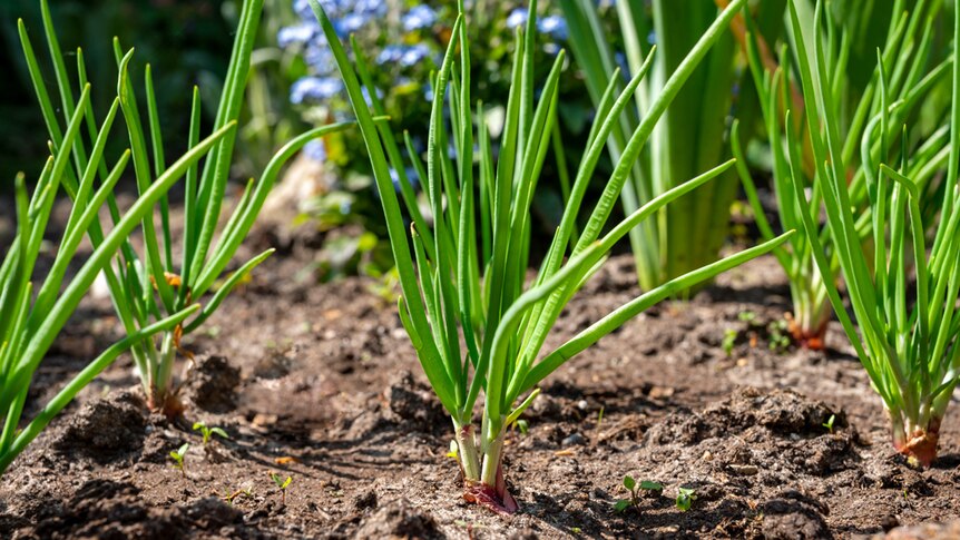 Shallots growing in a vegetable garden.