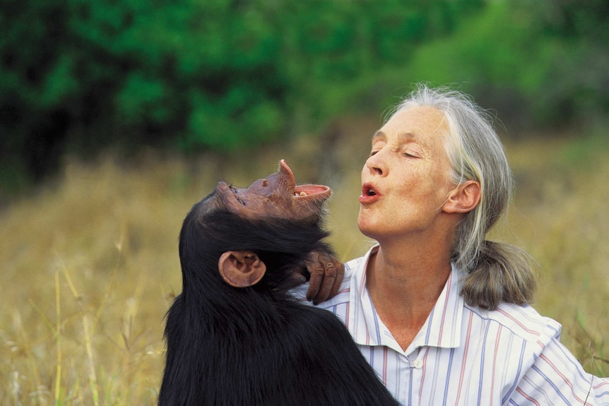 A woman with grey hair sits with a chimpanzee.