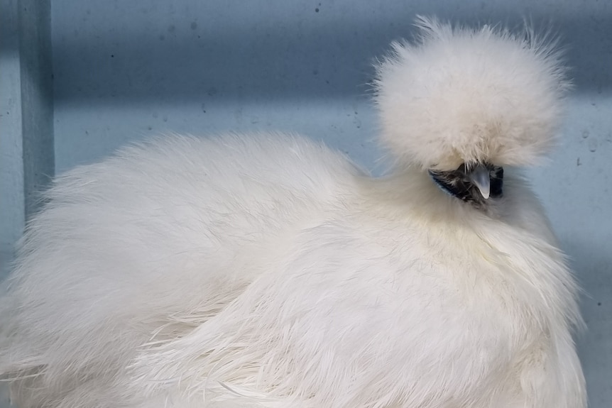 A white hen with fluffy feathers.