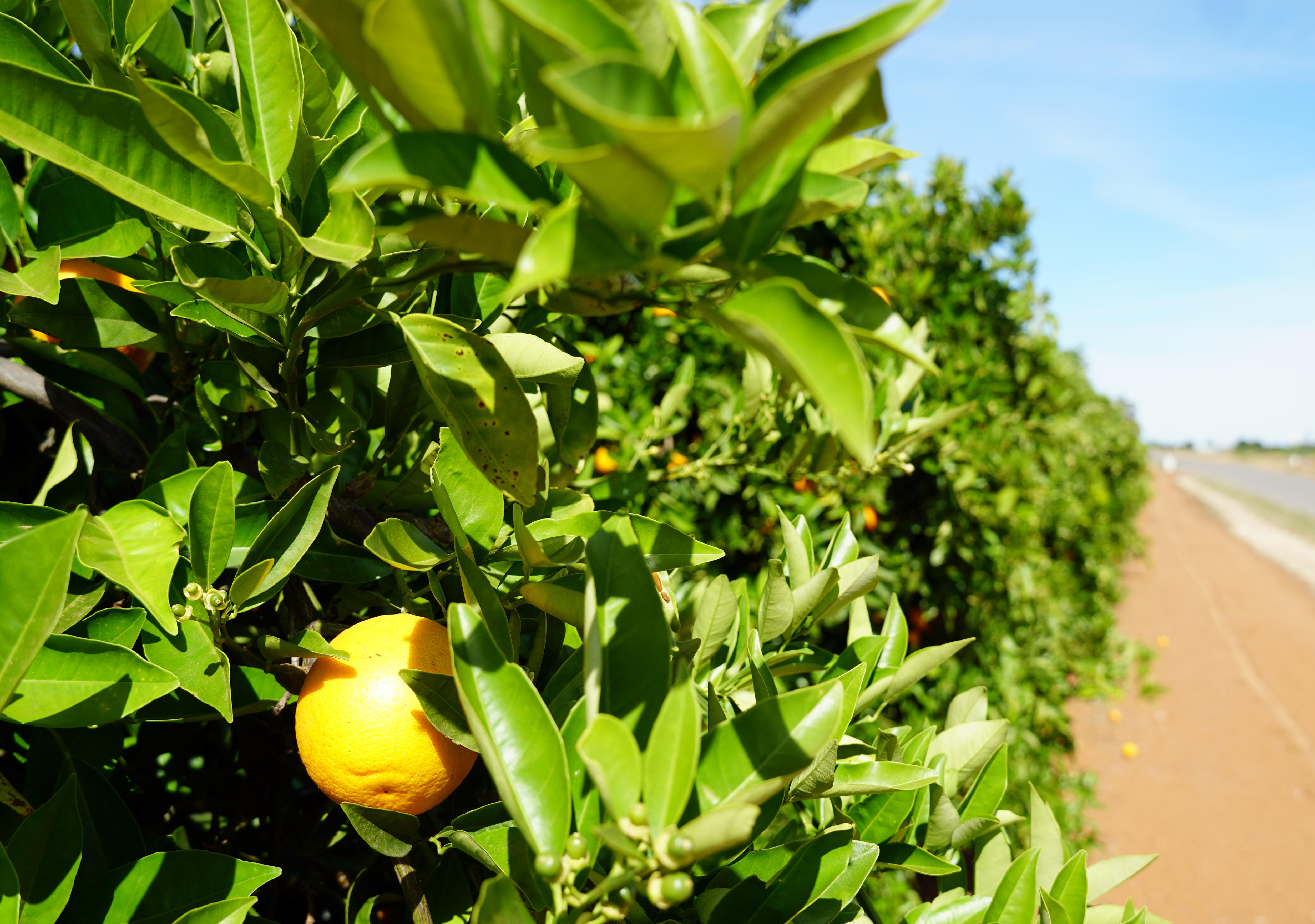 A orange on a tree surrounded by green foliage, more oranges can be seen in the background