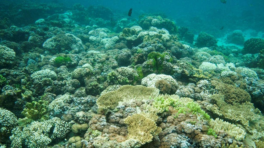 Study: Professor Ove Hoegh-Guldberg says there is a decline in coral reefs and kelp forests worldwide.