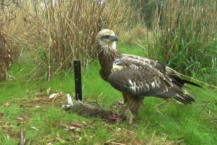 Eagle scavenging on a carcass in a field