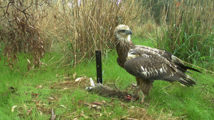 Eagle scavenging on a carcass in a field