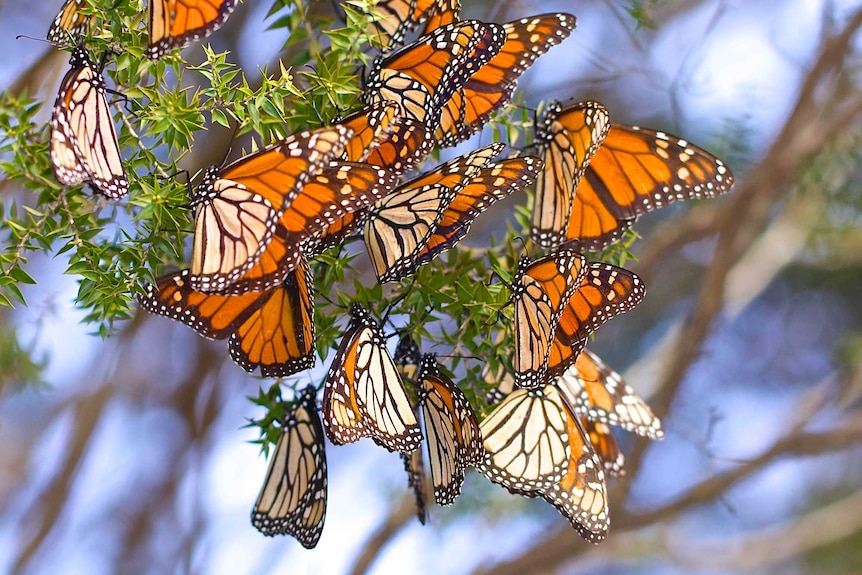 Monarch Butterflies aggregating at the RBG, Mt Annan