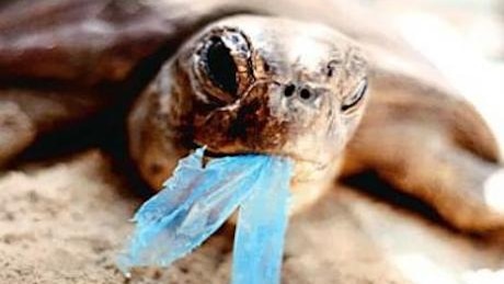 Molly Steer is calling on Australians to help protect turtles and ocean wildlife by cutting out plastic straws.