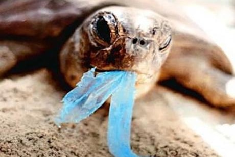 Molly Steer is calling on Australians to help protect turtles and ocean wildlife by cutting out plastic straws.