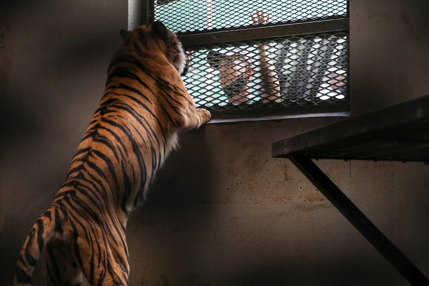 A photo from inside a tiger's caged roomed, in which a tiger is standing on its back legs and looking out at a human outside