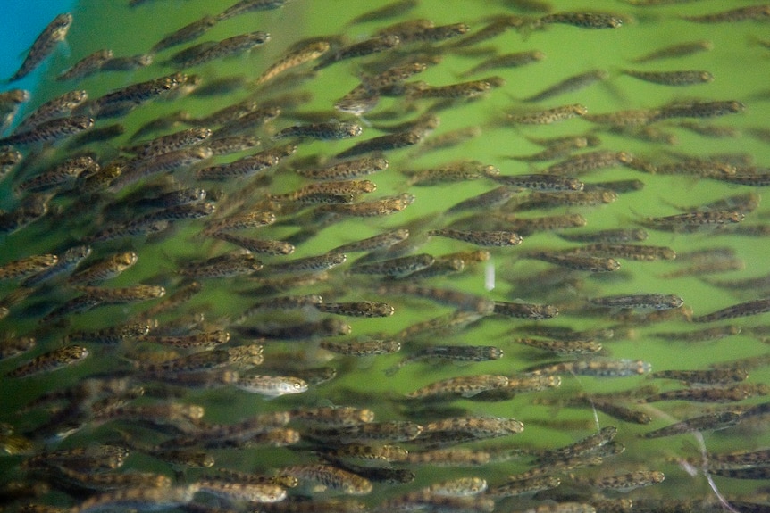 Recently hatched young salmon