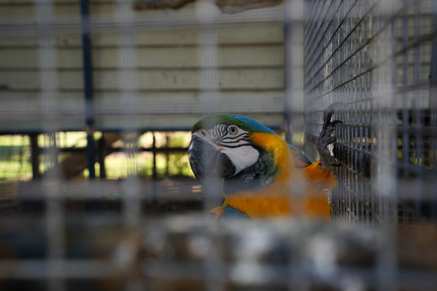 Yellow and blue macaw bird sitting in large cage