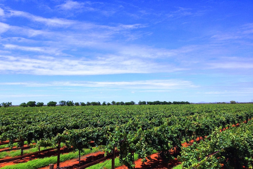 There are more than 100,000 vines at this Ti Tree grape farm, 190 kilometres north of Alice Springs